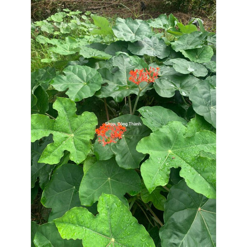 Cây sen tàu Atropha podagrica Hook đang có hoa