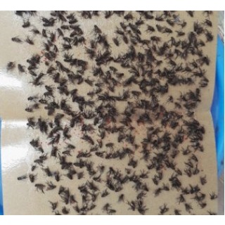 [100 miếng ] Keo dính ruồi,nhặng xử lý ruồi đơn giản, hiệu quả, an toàn