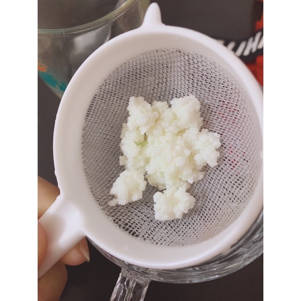 nấm sữa chua kefir