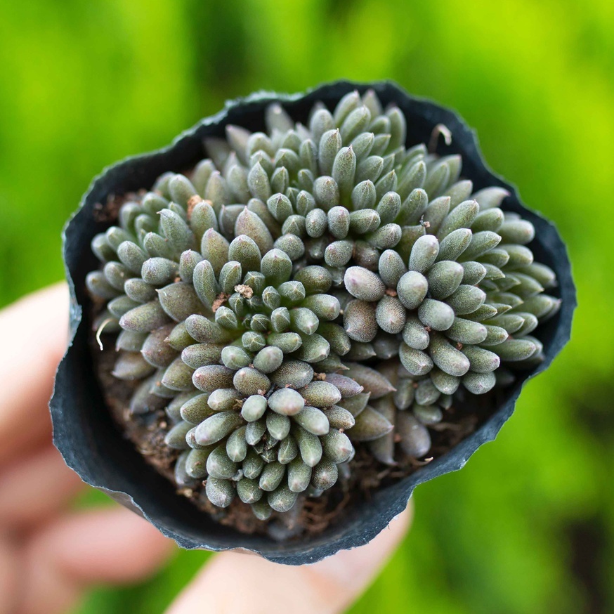 Sen đá nhím đen 5-7cm - Vườn sen đá