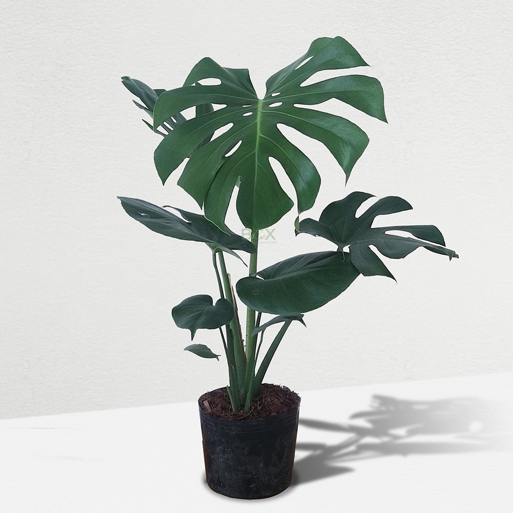 Cây trầu bà Nam Mỹ (monstera) loại to, Cao 50cm lá xẻ rõ rệt tán to đẹp sức sống cực khỏe, thích hợp trang trí nội thất