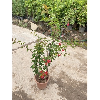 hoa giấy - combo 2 cây sakura và 1 đỏ lửa