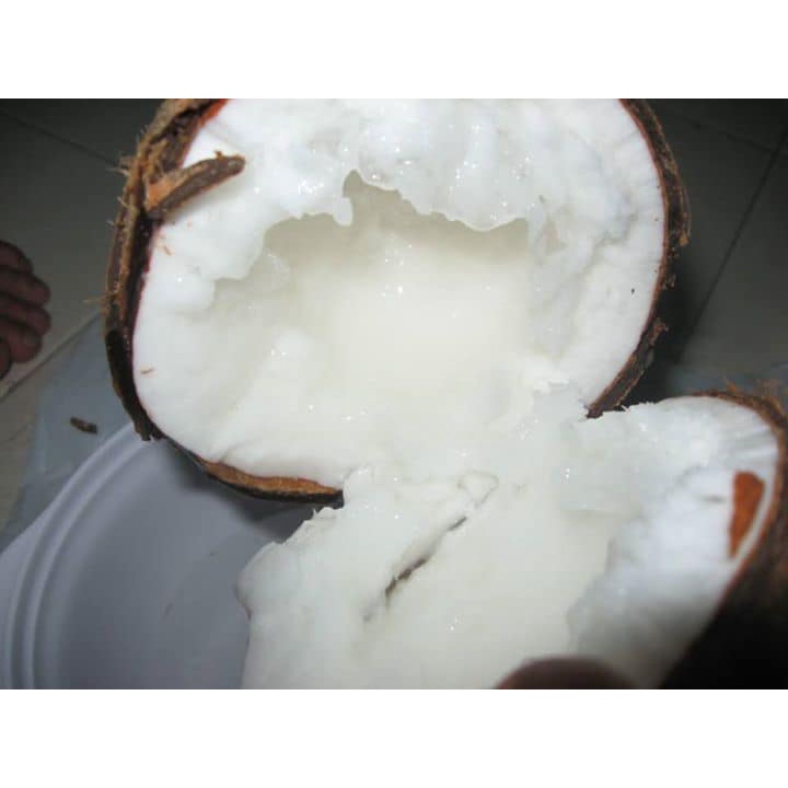 Dừa Sáp Loại 1 huyện Cầu Kè( Trà Vinh)