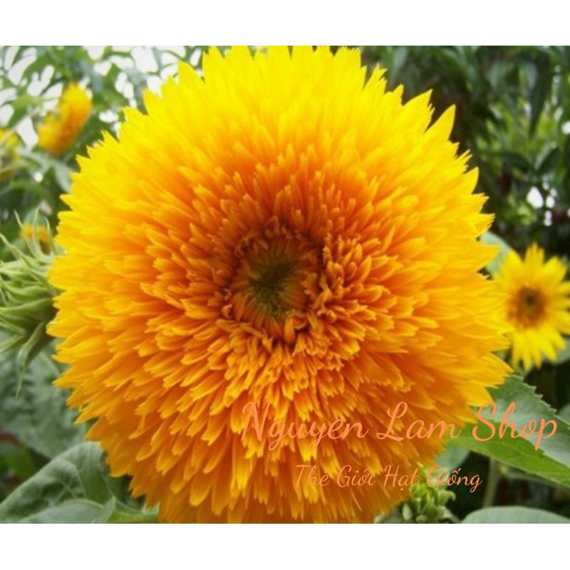 HẠT GIỐNG HOA HƯỚNG DƯƠNG GẤU BÔNG