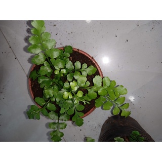 Cây dương xỉ hạt lựu