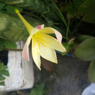 Củ hoa Huệ mưa vàng (Hoa báo bão)
