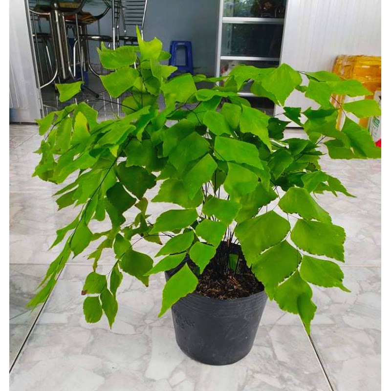 Cây Tóc Thần Vệ Nữ