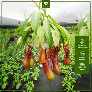 Cây Nắp Ấm Treo - Cây Bắt Mồi (Kuchingensis Spotted)