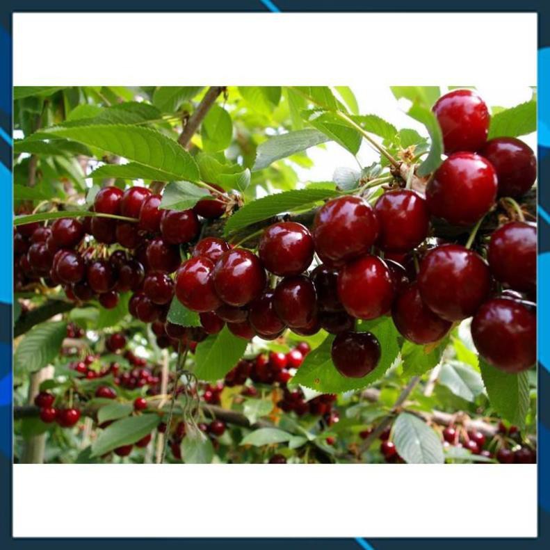 Cậy Giống - Cây Cherry Nhiệt Đới Cao Khoảng 70cm - Giống Bên Tre Siêu Sai Quả SAMSON GARDEN