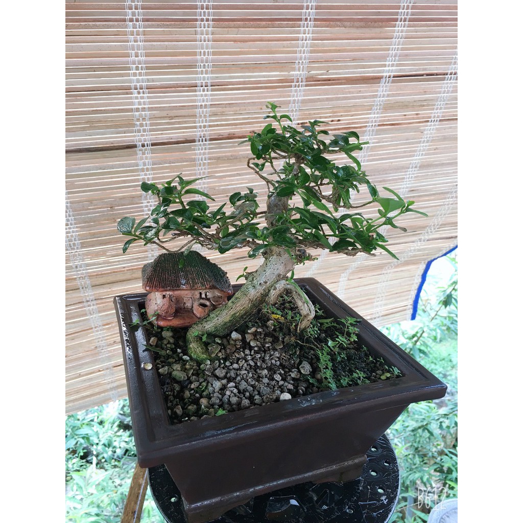 Cây sam hương bonsai mini để bàn thơm