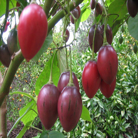 Hạt giống cà chua thân gỗ TAMARILLO  ( 1 gói 10 hạt ) - Tặng 4 viên nén ươm hạt giống