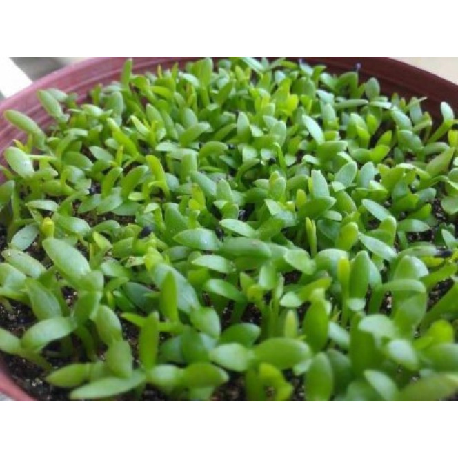 10gram Hạt thanh long cỏ may mắn