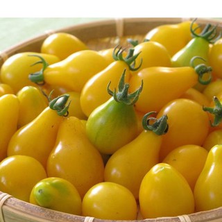 Hạt giống cà chua quả trái lê vàng 30 hạt (TẶNG gói kích thích hỗ trợ hạt nảy mầm)
