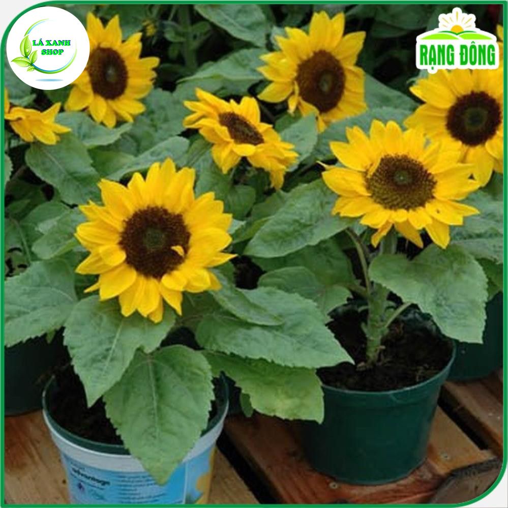 Hạt giống Hoa Hướng Dương Vàng Lùn Thích Hợp Trồng Chậu hoặc Vườn (gói 10 hạt) - Hạt Giống Hoa Trồng Chậu