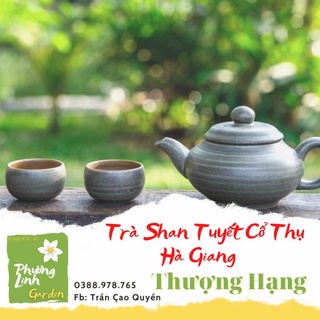 Shan tuyết cổ thụ thượng đỉnh/thượng hạng/ phương linh garden - chè cổ thụ hà giang,rừng tây côn lĩnh