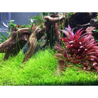 cỏ giấy lá nước ( cỏ nền tiền cảnh)  ( 1 tấc 10x6cm 200k)