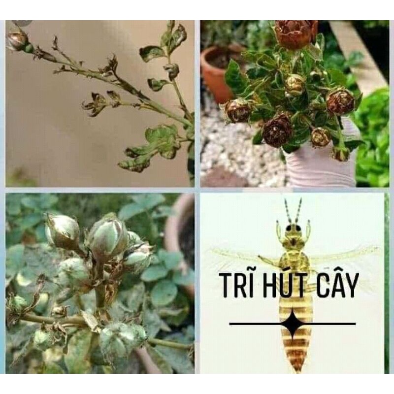 Thuốc trừ bọ trĩ  [Vua Bọ Trĩ ] chuyên trừ Bọ Trĩ , Nhện Rệp sáp Rầy và côn trùng chích hút hại cây trồng , gói 12 gr