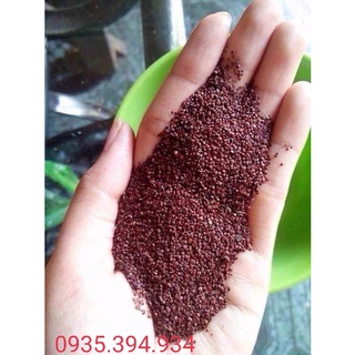 1KG NGŨ HOA XAY HẠT TO