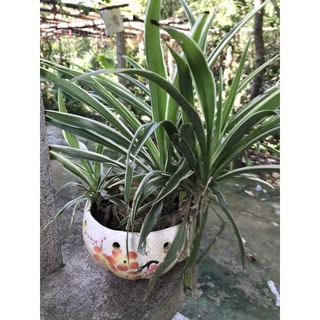 chậu cỏ thảo lan chi lá sọc