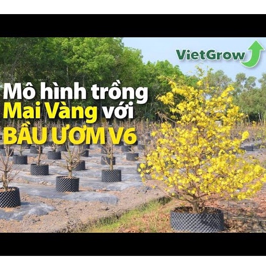 Bầu Ươm Cây V6 Cao 30cm loại dày  Hàng Chuẩn, Loại Tốt