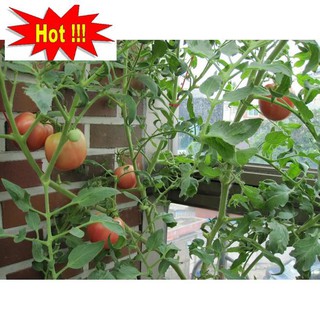 Hạt giống Cà chua F1 (MV)