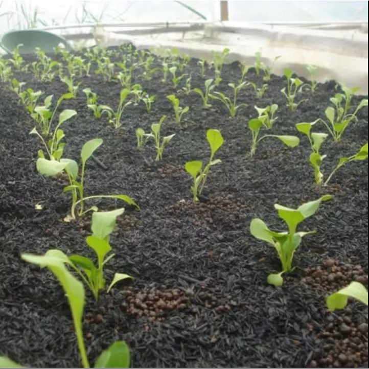 Trấu Hun Sfarm Túi 5DM3 (TSF-001)