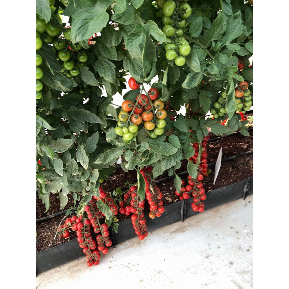 Gói 30 hạt giống cà chua trái cây cherry (Cà chua bi) chịu nhiệt - tỷ lệ nảy mầm 95%