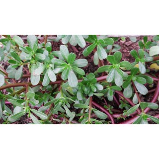 Kho buôn Hạt giống cây sâm đất (rau sam) - 50 hạt