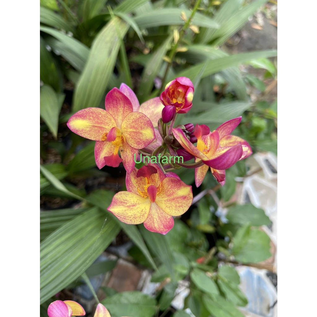 Lan chu đỉnh màu mới