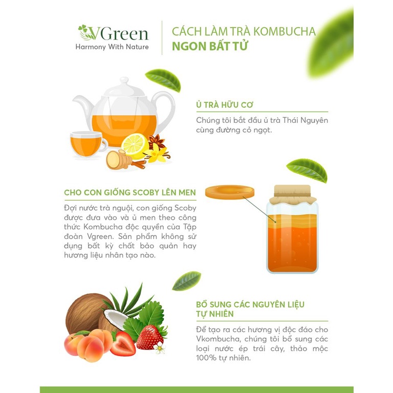 KOMBUCHA VGREEN - Trà bất tử hữu cơ dưỡng sinh vị Trà xanh, Dừa, Dâu, Đào, Sâm dứa, Kombucha Light 250ml