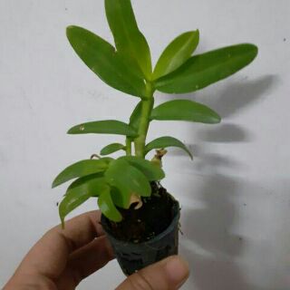 Trầm 6 mắt giống