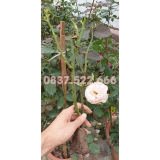 Gốc hoa hồng ngoại đủ màu - gốc to mập