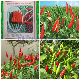 HẠT GIỐNG ỚT CHỈ THIÊN (30 hạt)