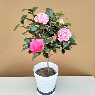 Hạt Giống Hoa Trà Mi