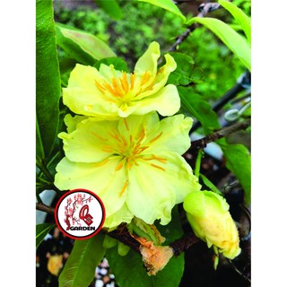 Hoa mai kem_cây ghép chuẩn