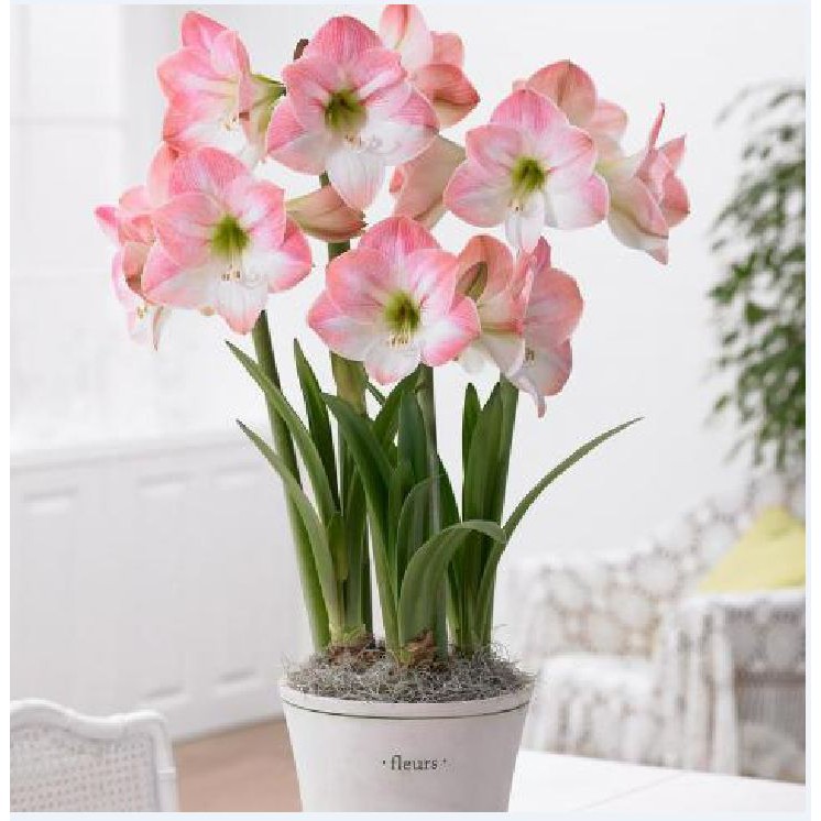 Củ giống hoa lan huệ tây hoa màu hồng đào ( Huệ Lai Kép )  - 1 củ