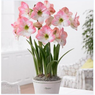 Củ giống hoa lan huệ tây hoa màu hồng đào - 1 củ
