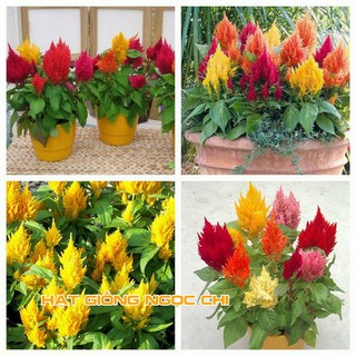 Hạt Giống Hoa Mào Gà Lửa Mix - 100 Hạt