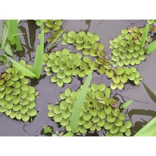 Bèo tai chuột [1 bịch tặng kèm rong] lọc nước cá cảnh guppy và cá betta