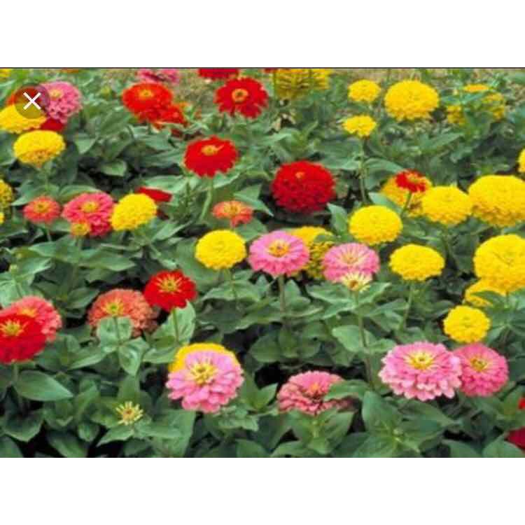 Hạt giống HOA CÚC CALI nhiều màu - Gói 1 gram