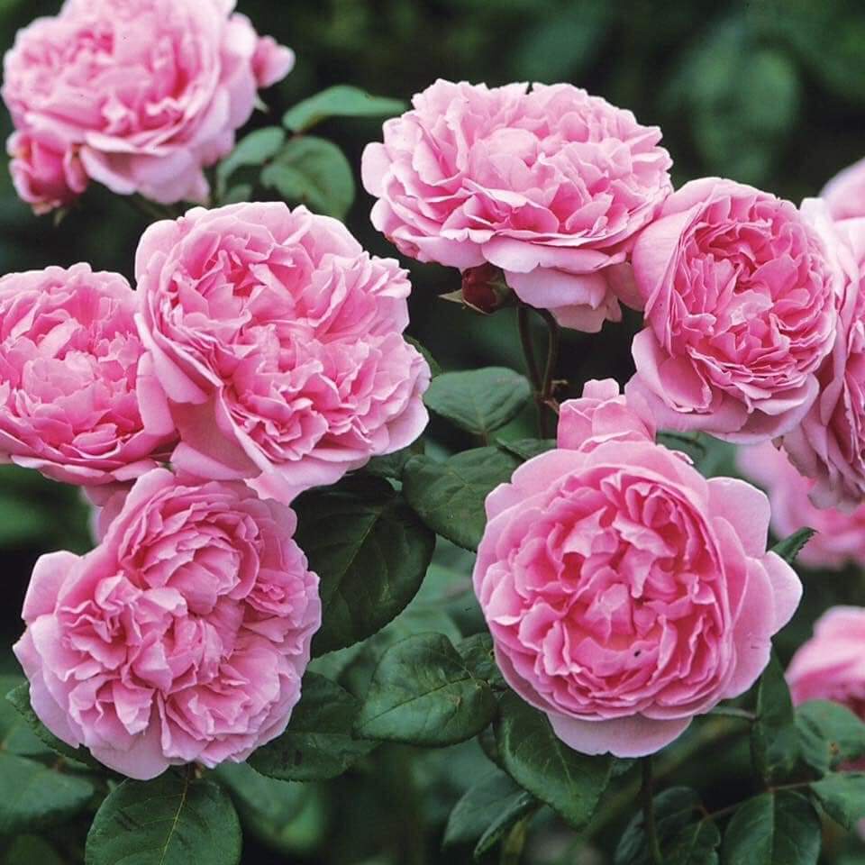 Hoa hồng Leo Bishop’s Castle rose  – Loài hoa được ưa chuộng nhất thị trường-Vườn Hoa Melinhrose