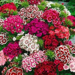 <> Hạt giống Cẩm chướng chùm mix - beeshop