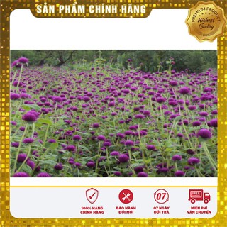 Hạt Giống Hoa Cúc Bách Nhật Mix(100 hạt)