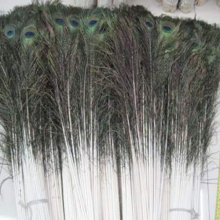 Lông công phong thủy 80-90cm,,,