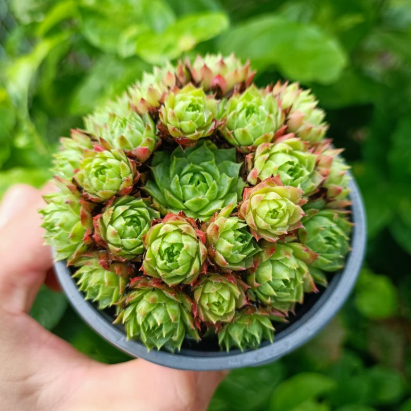 -Sen Đá Phật Bà Trùm Đỏ chậu to 9_11cm.