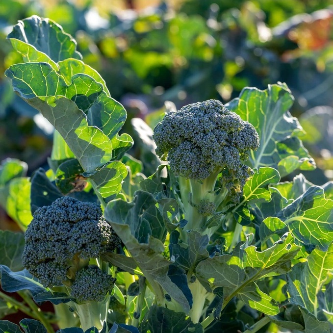 Hạt giống bông cải xanh BABY - rau củ quả chịu nhiệt 4 mùa ngon nảy mầm cao 5g BROCCOLI RAAB 602