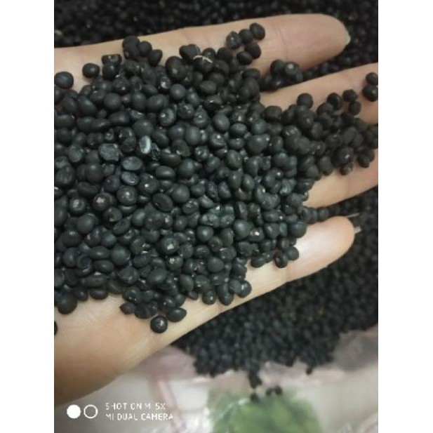 Hạt giống măng tây xanh 20 hạt