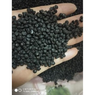 Hạt giống măng tây xanh 20 hạt
