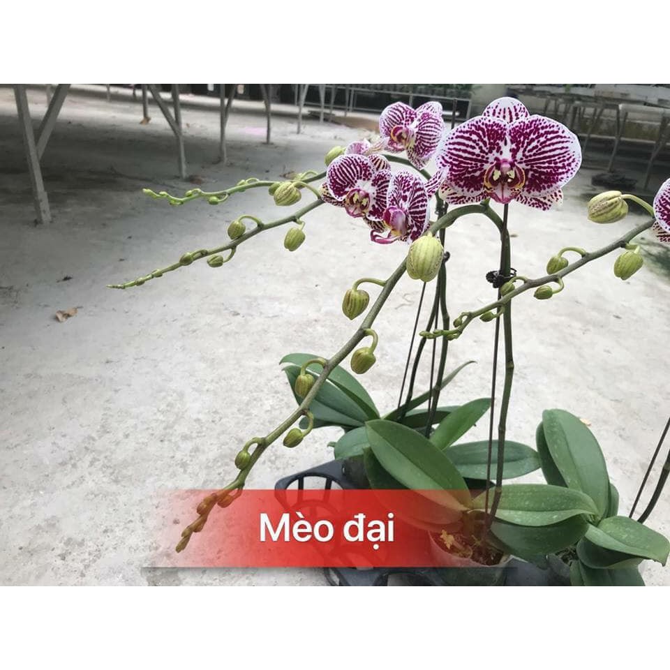 Lan hồ điệp hoa đại đang ngồng hoa 2.8