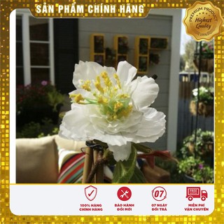 Hạt giống cây KiWi